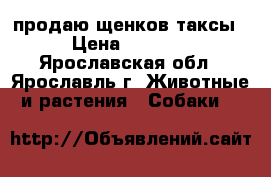 продаю щенков таксы › Цена ­ 4 000 - Ярославская обл., Ярославль г. Животные и растения » Собаки   